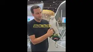 Chef falls in love with record price falcon! #falcons  #falcon  #uae  #awesome #birdsofprey