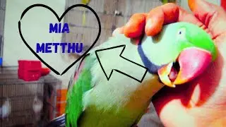 Talking Kashmiri Raw Parrot Shocks Everyone 😲🦜 | Real Talking Parrot