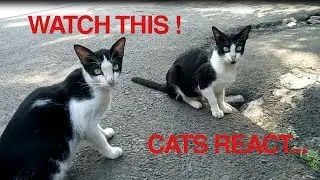 cat shocked    when I give this food  !!