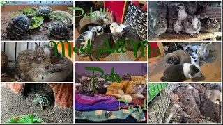 Meet All My Pets (50 Pets!) - Part 1