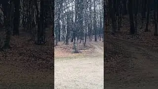 #forest #nature #whitetail #notinseason #freshair #airbnb #comingsoon #world #country #relax