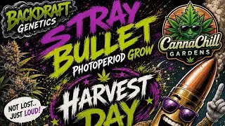 AC INFINITY 3x3 Update ft. STRAY BULLET ( BACKDRAFT GENETICS ) HARVEST DAY 