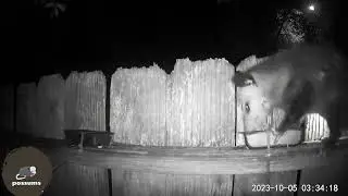 possums: 1