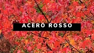 Acero 🍁 Rosso in autunno