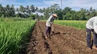 FROM SOIL TO RAISED BED: PREPARING PLANTING BEDS WITH A SIMPLE HOE! -Agriculture Farming