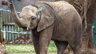 Zoo's 3-year-old elephant diagnosed with potentially fatal disease
