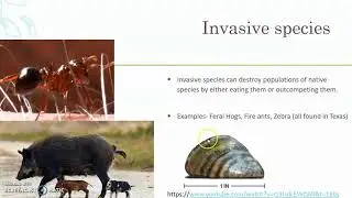 Ecosystem Stability Teacher Video