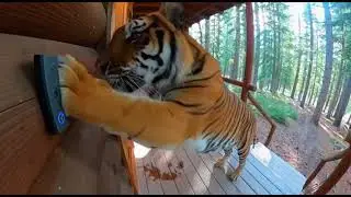 POV: You Check Your Ring Camera and See THIS... 😱🦍