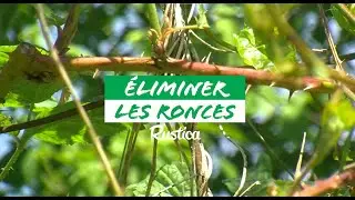 Conseils pour &eacute;liminer efficacement les ronces