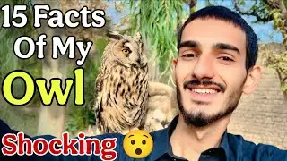 15 Shocking Facts About My Owl 🦉 (Real Footage!)