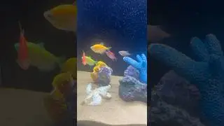 Widow tetra fish 🐠| #widowtetra #tetra #fish #fishtank #aquarium #aquariumfish #ytshorts #shorts