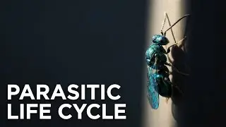 Leaf Insect Macro Close-Up | Microtime Wildlife 8K