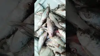 Big size Bata fish 🐠 View 🪟 🤩 #Shorts #fish #food #viril #fishcutting  #vlog