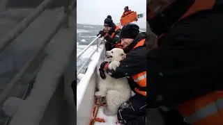 Heartwarming Moment Young Polar Bear Climbs onto Boat in the Arctic &ndash; Cuddled by a Human