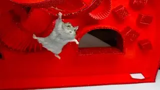 Hamster Escapes the Creative Maze for Pets in real life 🐹 in Hamster Stories