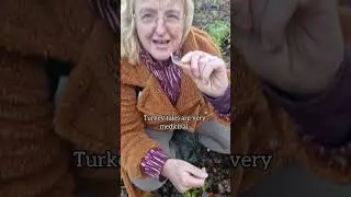 Turkey Tail Mushroom: Foraging, Identification, and Medicinal Uses  #foraging #fungi #mushroom