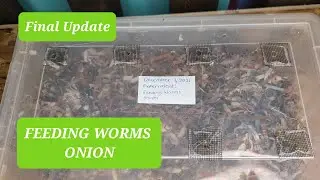 Feeding Worms Onion Final Update | Worm Farming Tips