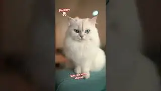 Jealous Cat&rsquo;s FUNNY Reaction 😳 | Baby Surrounded by White Husky Puppies 🐶🐱 |petzory
