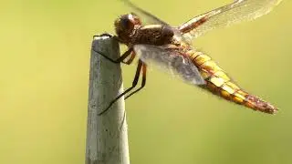 Gro&szlig;libellen (Dragonflies)