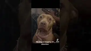 My Dog Begging F￼or Attention !