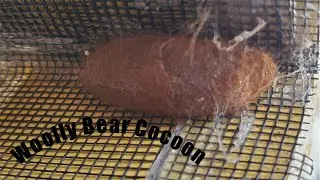 Spring Woolly Bear Cocoon