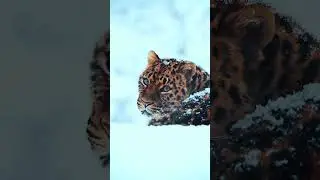 Breathtaking Snow Leopard in Stunning Winter Wonderland ❄️  Rare Snow Leopard Sighting in the Wild!