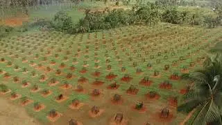 AGRI Developments - Hass Avocado New Plantings Q1 22 Update
