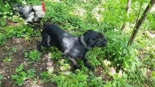 Rooster attacks dog to defend hens