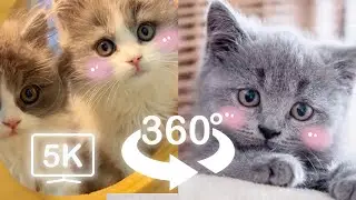 Cute Baby Cats Push You To Fall | VR 360 Cat Video | 4K | Virtual Reality