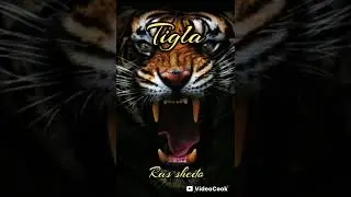 Tigla cd 9 ,remasteriser,ras shedo