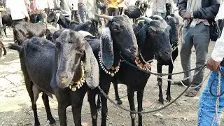 आजचा परभणी शेळी बाजार दि 1 जानेवारी 2026 तालुका परभणी जिल्हा परभणी