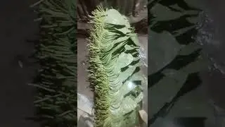 Fresh Betel Leaves Display | Natural Green Paan Leaf Collection for Market