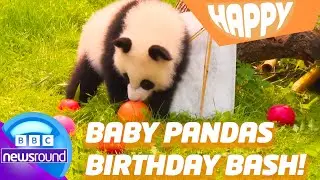 🐼 Birthday Panda Twins, Jet d&rsquo;Eau & Adorable Elephant Babies 🐘 | Happy News | Newsround