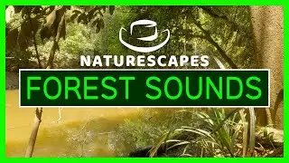 40 minutes of Relaxing Rainforest River Ambience Nature Sounds | 4K Queensland Australia