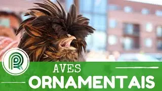 Aprenda a criar aves ornamentais e lucre com isso