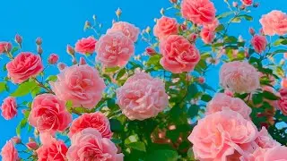 Музыка для осознанности🌿Музыка при нервных расстройствах, сильной усталости, депрессии, музыке вн...