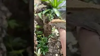 I Built a Rainforest For My Gecko