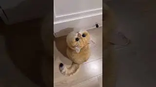 Cats Reaction To Magic. #cat #catshorts #catvideos #funny