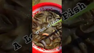 How would a more organized setup improve your fishing experience?#catchfish #catchfishtechnique