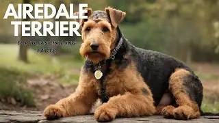 Top 10 Amazing Facts About Airedale Terriers!