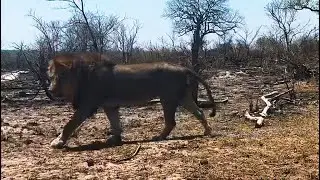 3 Remaining Kambula Male Lions settling with the imbali Pride | Mapogos Great Grandsons