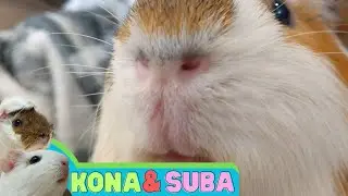 Up close to a guinea pig