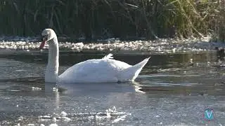 SCENES DE VIE A L'ETANG GELE-MOMENTS OF LIFE AT THE POND
