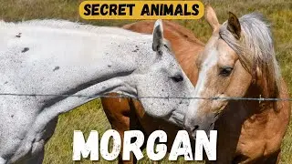 Morgan Horse | Horse Breeding & Legacy of an American Icon 🐴