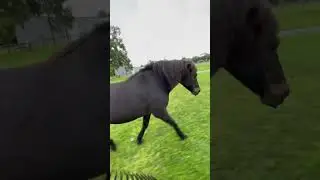 Icelandic Horse Moving Along !