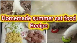 Best summer homemade cat food recipe || Healthy and balance food for cats and kittens