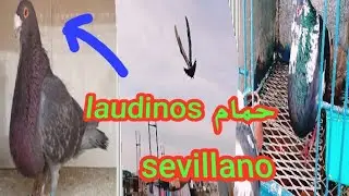 شريت ذكر حمام لودينو Laudinos sevillano وطيارت ذكر الخينيسي درون اللهم بارك 😍⁦🕊️⁩💯