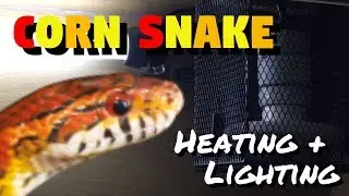 Corn Snake Heating And Lighting [ARCHIVED]
