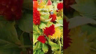 burning bud in real life💀