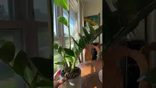 Zz plant #indoorplants #plant #houseplant #leca #semihydro #zzplant
